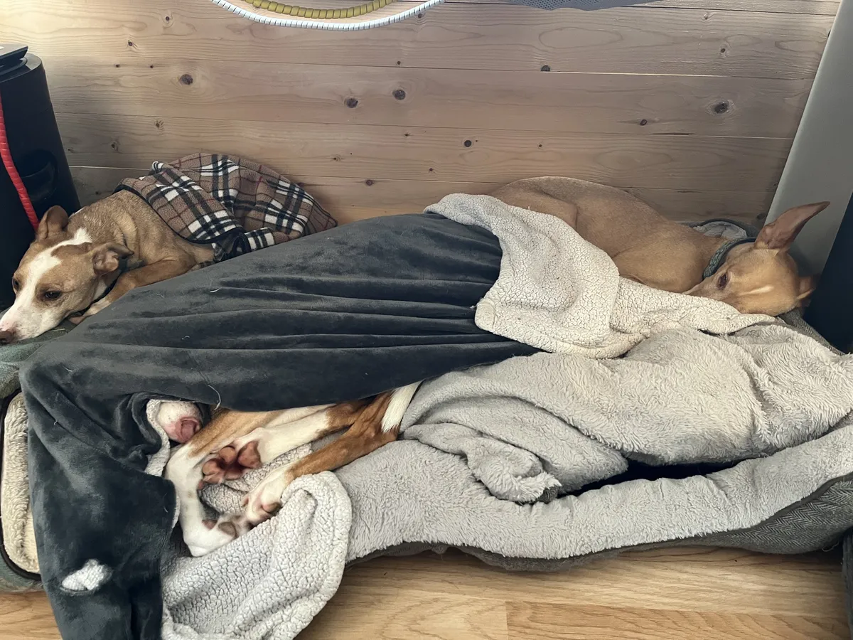 Three podencos in bed under a sit stand desk, with blankets on and a pine background