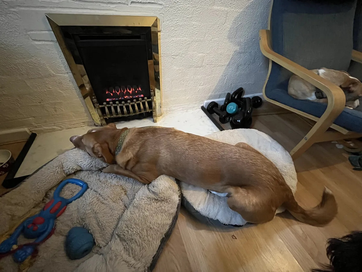 A long ginger dog lies with his nose towards the fire