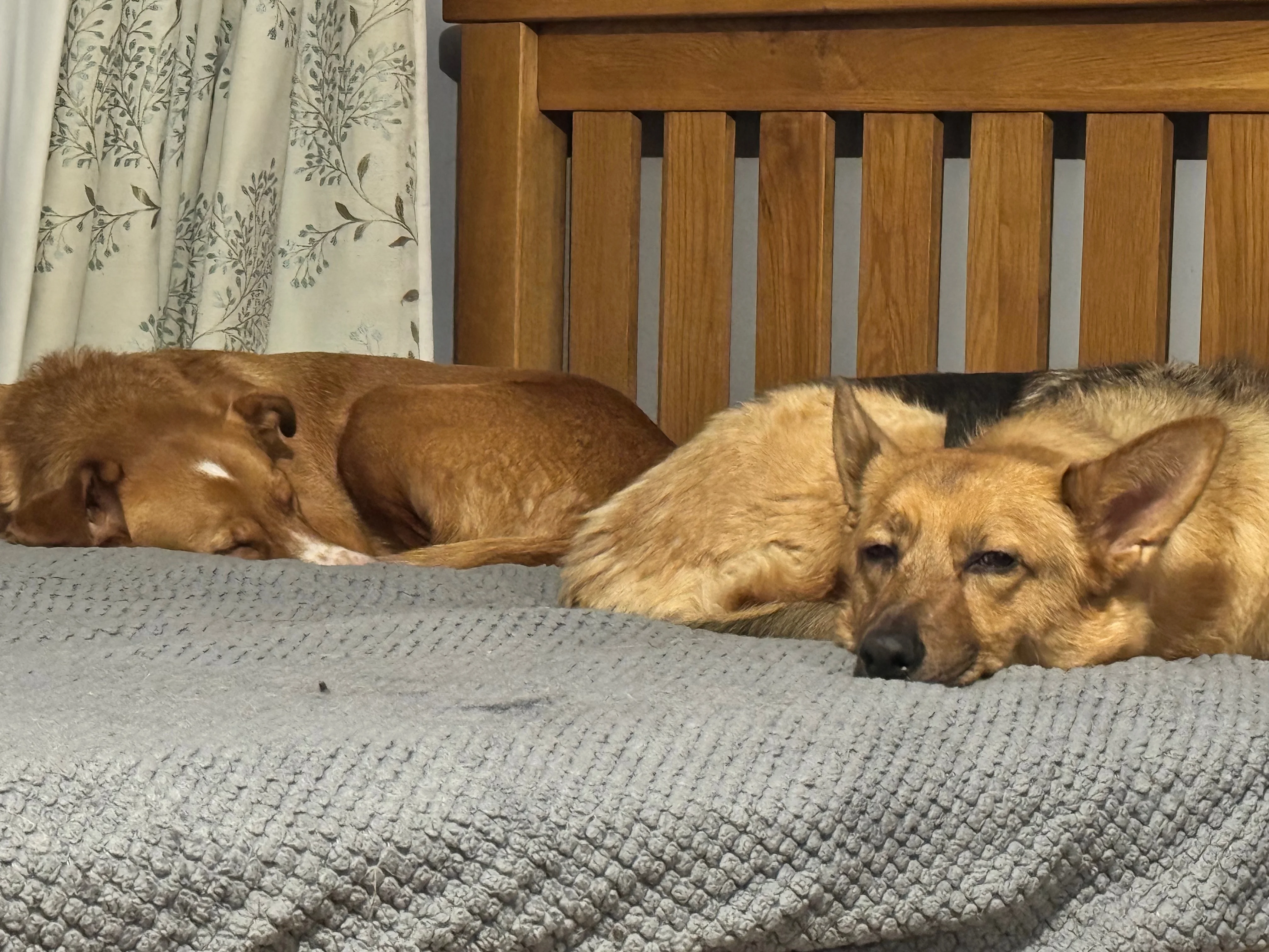 Two podencos lying on a grey blanket on a wood framed bed
