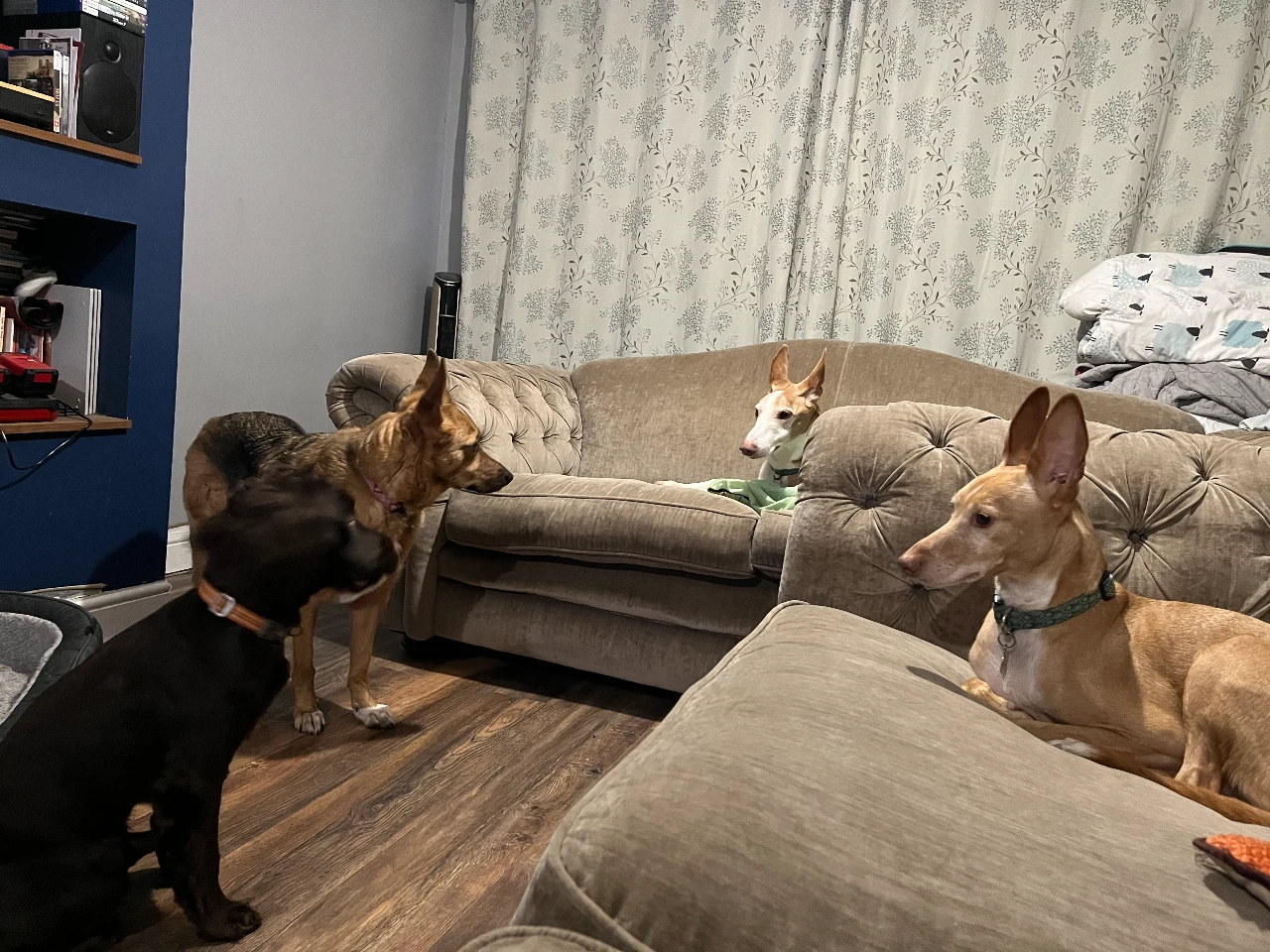 Four dogs stood looking at each other in a circle