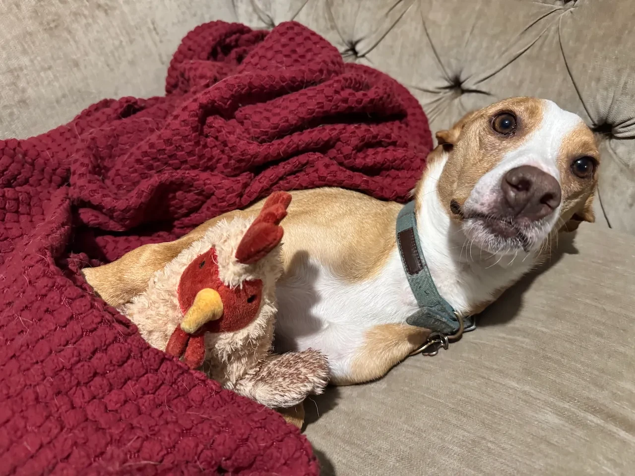 A small podenco tucked up in bed with a toy chicken.
