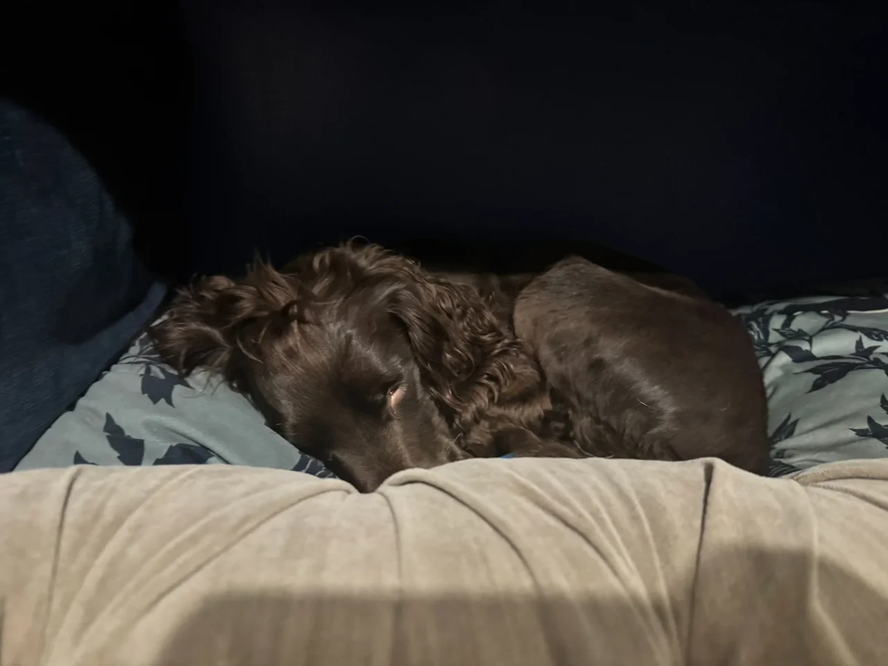 A tired spaniel, asleep on a blue bookshelf